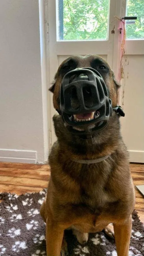 Malinois sitzt im Wohnzimmer